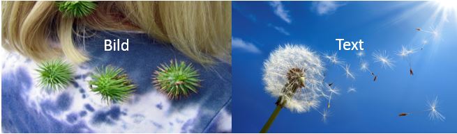 Kletten kleben an dem Rücken einer Frau mit blondem Haar. Sie traegt ein blaues T-Shirt. Ein Loewenzahn, eine Pusteblume daneben, die Samen steigen in einen blauen Himmel, Fotos in Nahaufnahme.