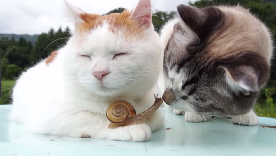 Zwei Katzen liegen in der Sonne. Eine Katze hat die Augen geschlossen, ueber ihre linke Pfote kriecht eine Schnecke, die den Hals nach oben reckt, dort stupst sie die zweite Katze mit der Nase an.