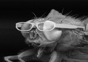 Schwarz-weiß Bild, eine Fliege in Makro-Aufnahme, sie hat eine Brille auf, Brille mit Logo, Kunst der Lasertechnik
